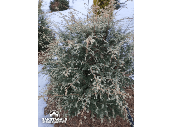 Tsuga canadensis   'Gentsch White'